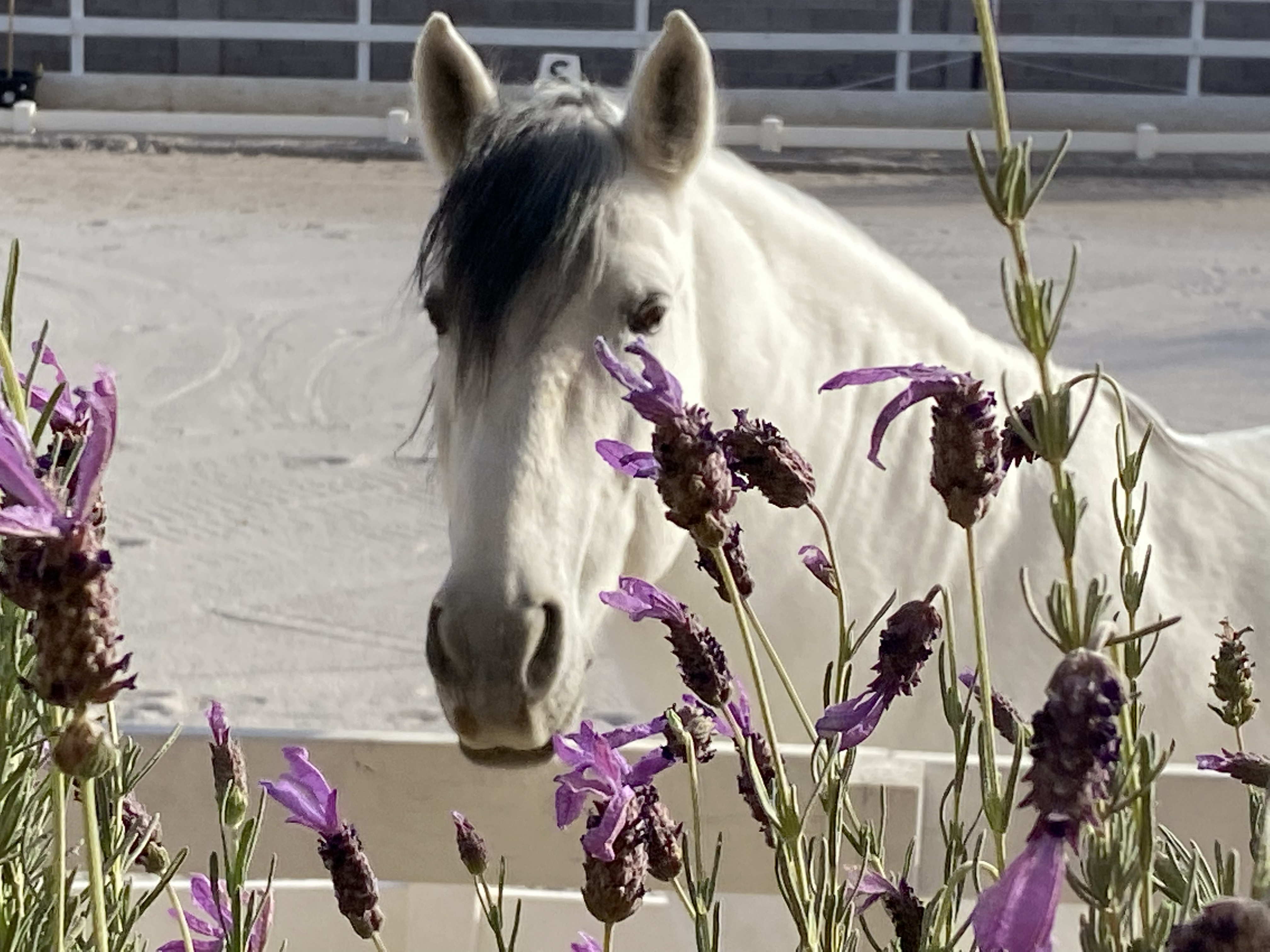 White horse with purple lavender flowers at Windrock Farm